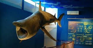Museo di Biologia Marina "Pietro Parenzan" Museo di Biologia Marina "Pietro Parenzan"