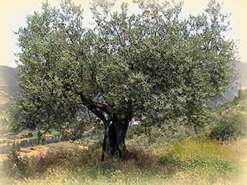 Immagine: olivo_produzione711
